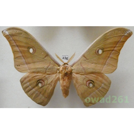 Antheraea pernyi (Guérin-Méneville, 1855) male ex. ovo China 122mm43g